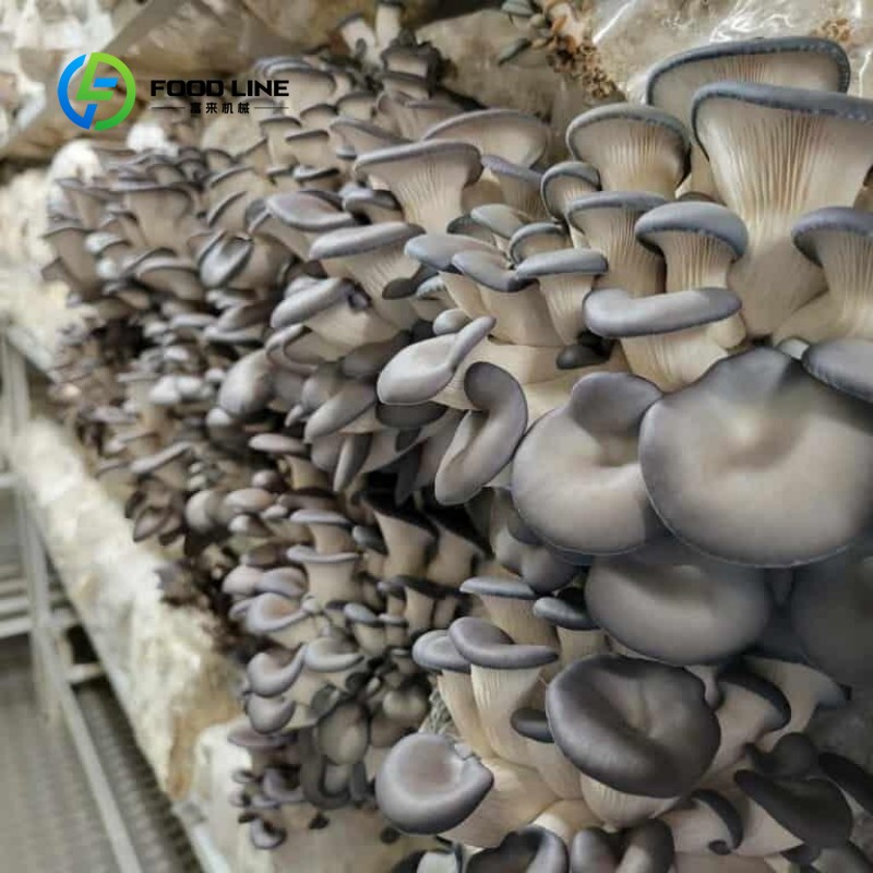 Modułowa farma kontenerowa do  – Urban Farming Agriculture recenzja i cena