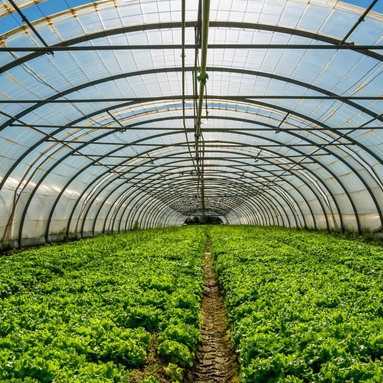 Rura ogrodnicza metalowa 8x30  – Agriculture Tomato Farming recenzja i cena